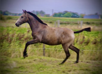Lusitanos, Yegua, 1 año, 158 cm, Tordo