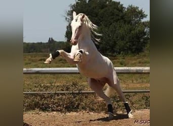 Lusitanos, Yegua, 1 año, 158 cm, Tordo