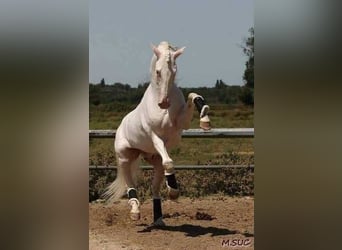 Lusitanos, Yegua, 1 año, 158 cm, Tordo