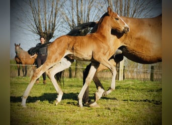 Lusitanos, Yegua, 1 año, 160 cm, Castaño
