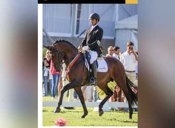 Lusitanos, Yegua, 1 año, 160 cm, Castaño