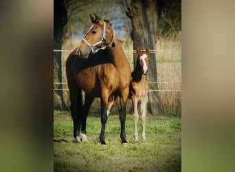 Lusitanos, Yegua, 1 año, 160 cm, Castaño