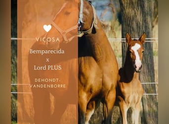 Lusitanos, Yegua, 1 año, 160 cm, Castaño