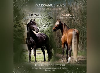 Lusitanos Mestizo, Yegua, 1 año, 160 cm, Negro