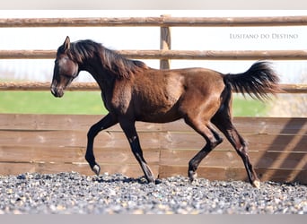 Lusitanos Mestizo, Yegua, 1 año, 160 cm, Negro