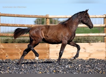 Lusitanos Mestizo, Yegua, 1 año, 160 cm, Negro