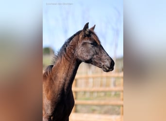 Lusitanos Mestizo, Yegua, 1 año, 160 cm, Negro