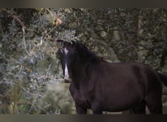 Lusitanos, Yegua, 1 año, 160 cm, Negro