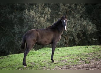 Lusitanos, Yegua, 1 año, 160 cm, Negro