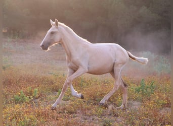Lusitanos, Yegua, 1 año, 160 cm, Palomino