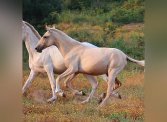 Lusitanos, Yegua, 1 año, 160 cm, Palomino