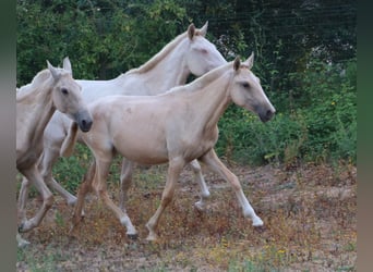 Lusitanos, Yegua, 1 año, 160 cm, Palomino