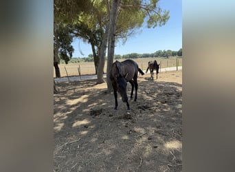 Lusitanos, Yegua, 1 año, 162 cm, Negro
