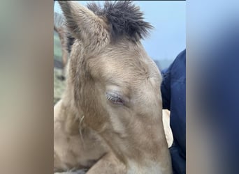 Lusitanos Mestizo, Yegua, 1 año, 162 cm, Perla