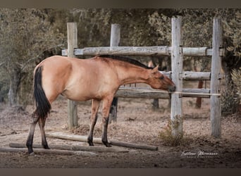 Lusitanos Mestizo, Yegua, 1 año, 163 cm, Bayo