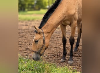 Lusitanos, Yegua, 1 año, 163 cm, Buckskin/Bayo
