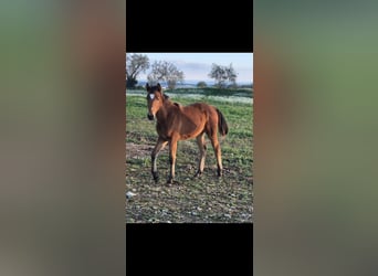 Lusitanos Mestizo, Yegua, 1 año, Castaño