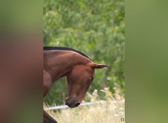 Lusitanos, Yegua, 1 año, Castaño