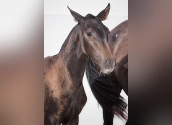 Lusitanos, Yegua, 1 año, Castaño oscuro