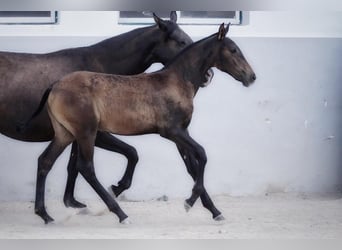 Lusitanos, Yegua, 1 año, Castaño oscuro