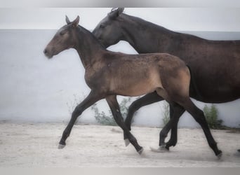 Lusitanos, Yegua, 1 año, Castaño oscuro