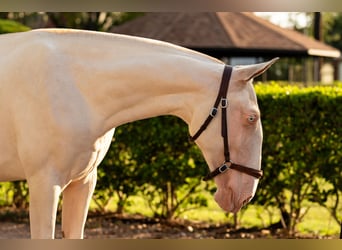 Lusitanos, Yegua, 1 año, Cremello