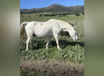 Lusitanos Mestizo, Yegua, 1 año, Tordo