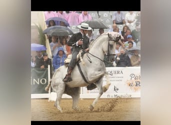 Lusitanos Mestizo, Yegua, 1 año, Tordo