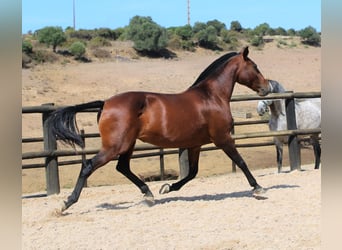 Lusitanos, Yegua, 20 años, 160 cm, Castaño