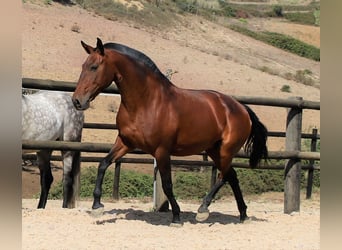 Lusitanos, Yegua, 20 años, 160 cm, Castaño