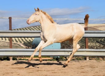 Lusitanos, Yegua, 2 años, 138 cm, Cremello