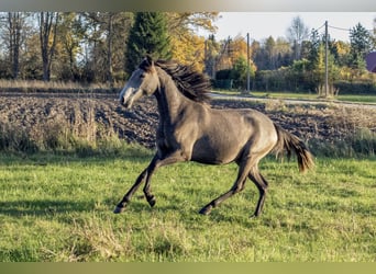 Lusitanos, Yegua, 2 años, 146 cm, Tordo