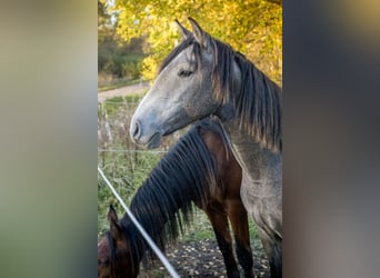 Lusitanos, Yegua, 2 años, 146 cm, Tordo