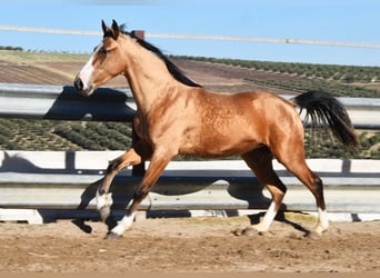 Lusitanos, Yegua, 2 años, 150 cm, Bayo