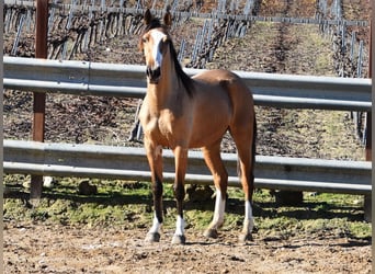 Lusitanos, Yegua, 2 años, 150 cm, Bayo