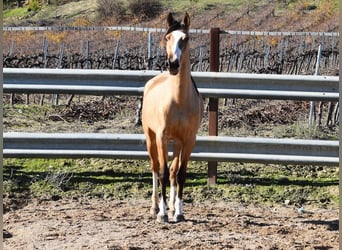 Lusitanos, Yegua, 2 años, 150 cm, Bayo