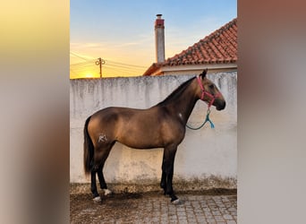 Lusitanos, Yegua, 2 años, 158 cm, Buckskin/Bayo