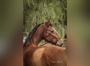 Lusitanos, Yegua, 2 años, 158 cm, Castaño