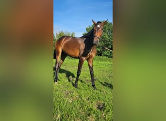 Lusitanos, Yegua, 2 años, 158 cm, Castaño