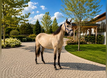 Lusitanos, Yegua, 2 años, 160 cm, Bayo