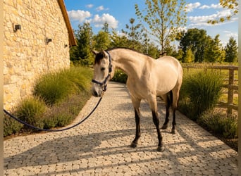 Lusitanos, Yegua, 2 años, 160 cm, Bayo