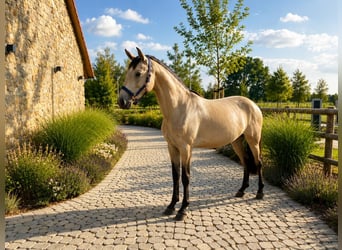 Lusitanos, Yegua, 2 años, 160 cm, Bayo
