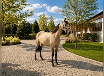 Lusitanos, Yegua, 2 años, 160 cm, Bayo