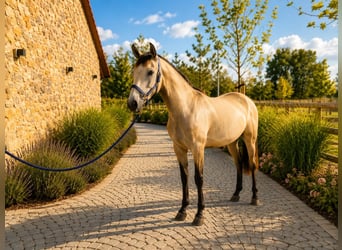 Lusitanos, Yegua, 2 años, 160 cm, Bayo
