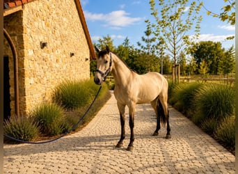 Lusitanos, Yegua, 2 años, 160 cm, Bayo