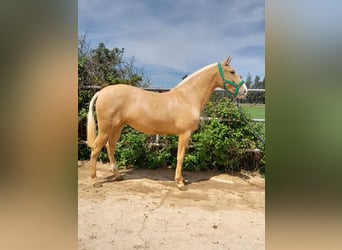 Lusitanos, Yegua, 2 años, 160 cm