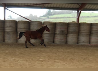 Lusitanos, Yegua, 2 años, 160 cm, Castaño