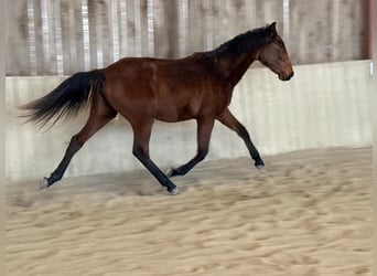 Lusitanos, Yegua, 2 años, 160 cm, Castaño