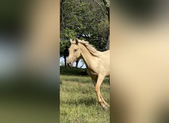 Lusitanos, Yegua, 2 años, 160 cm, Dunalino (Cervuno x Palomino)