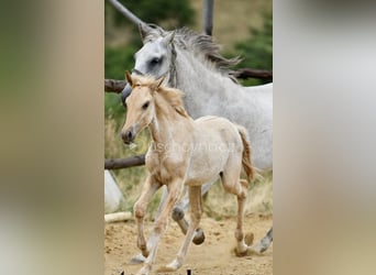 Lusitanos, Yegua, 2 años, 160 cm, Dunalino (Cervuno x Palomino)